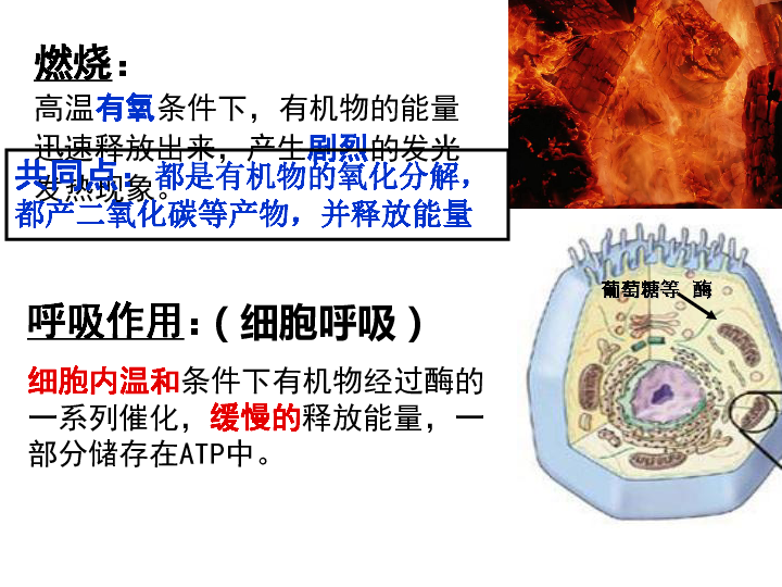 高中生物必修一第五章—第3节《ATP的主要来源—细胞呼吸》 （共73张PPT）