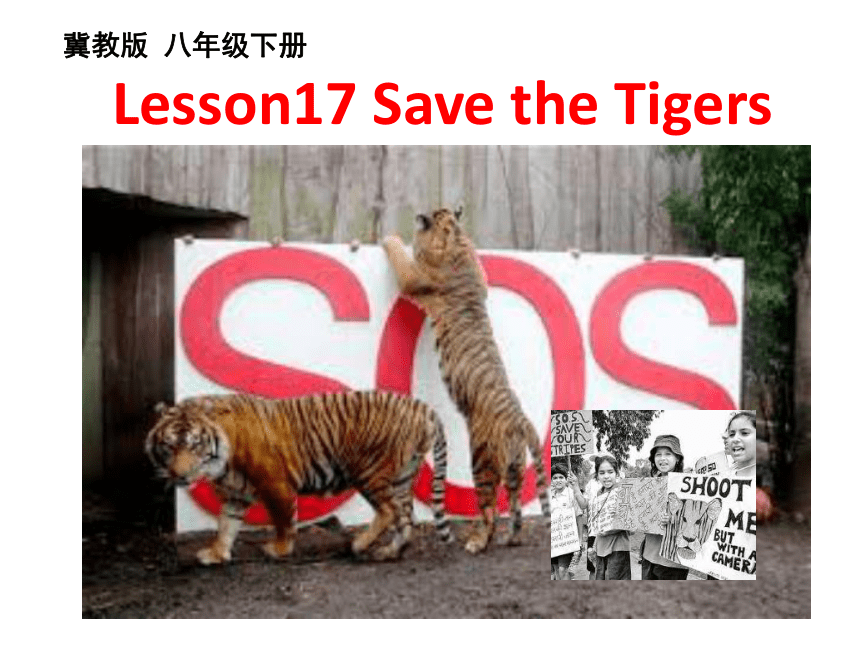 Unit 3 Animals Are Our Friends.Lesson 17 Save the Tigers.教学课件