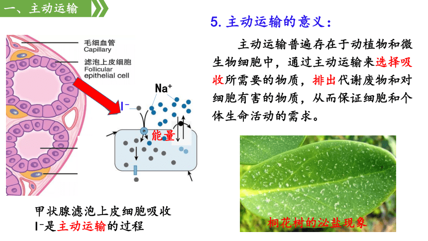 2 主动运输与胞吞,胞吐 课件(51张ppt)