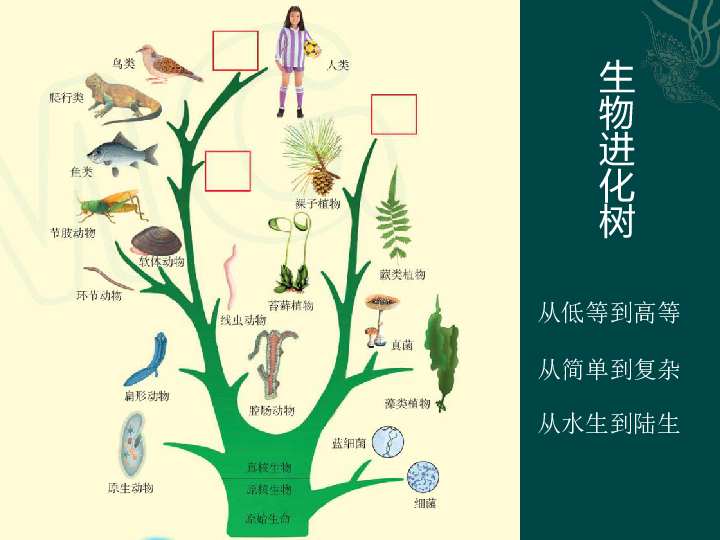 苏科版七年级下册第4单元环境中生物的统一性第9章第1节植物体的组成