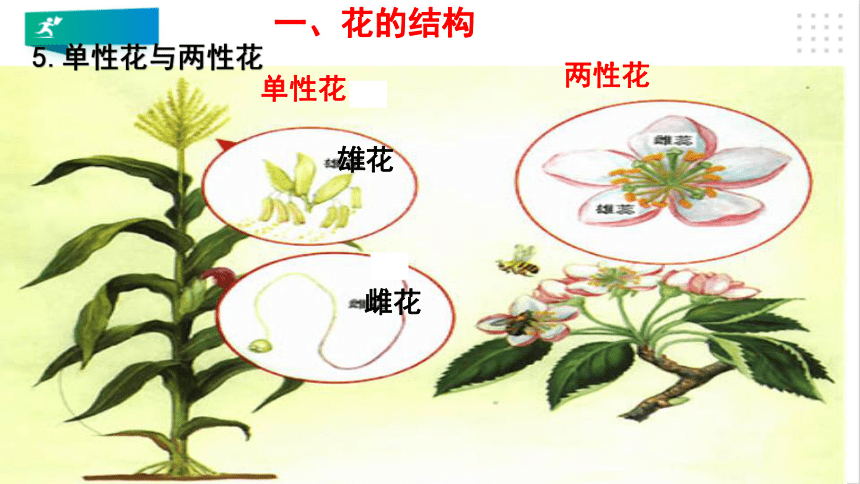 单性花结构图图片