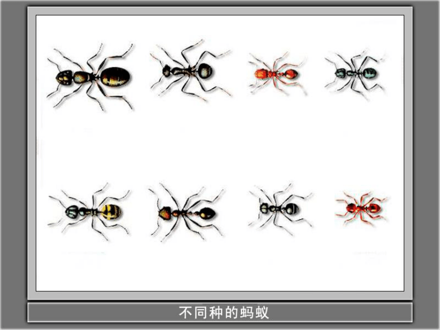 科学三年级上粤教粤科版1.3观察蚂蚁课件（31张）