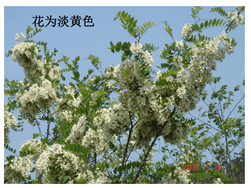 2.3北京的市树和市花