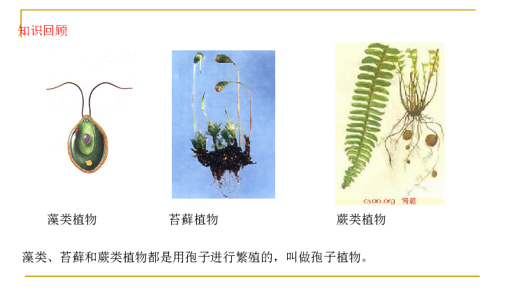 新人教版七上生物3.1.2-种子植物课件(共59张PPT)