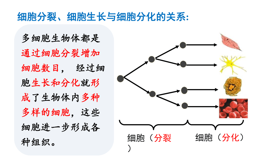 2.2.2 动物体的结构层次 课件 2021-2022学年人教版生物七年级上册（26张PPT）