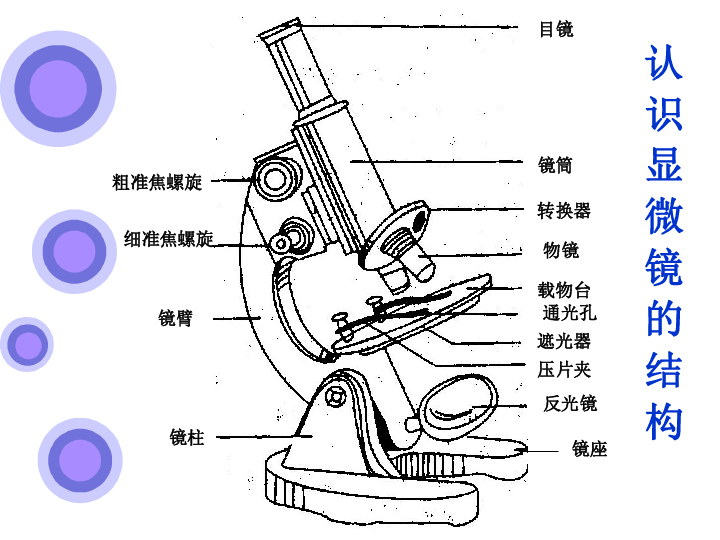 肾上腺显微镜结构图图片