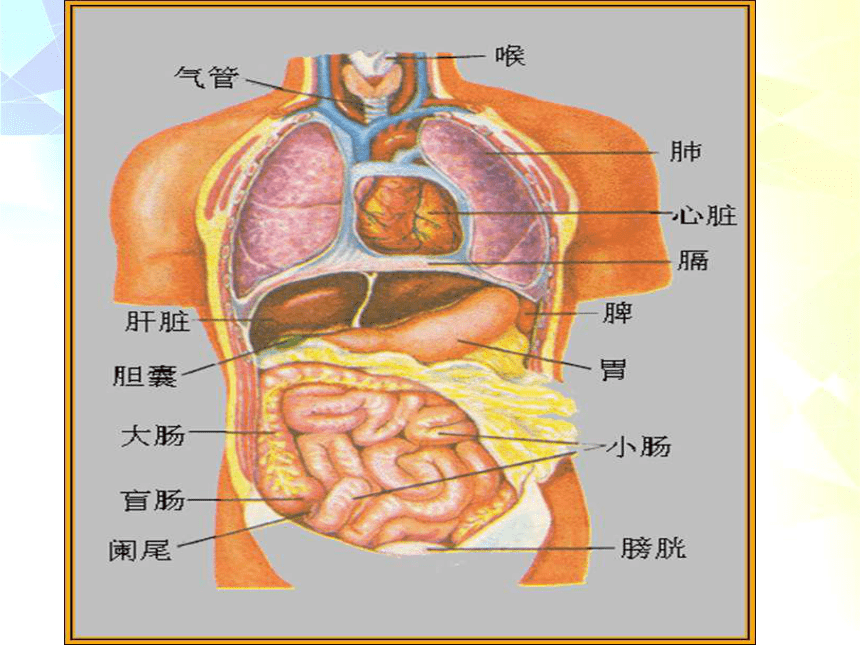 人体器官左侧分位图图片
