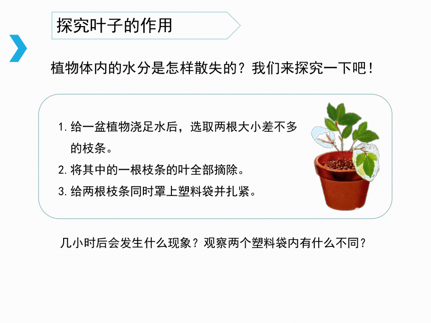 《叶和花》教学课件