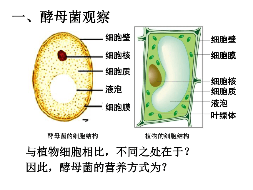 酵母菌有细胞核吗图片