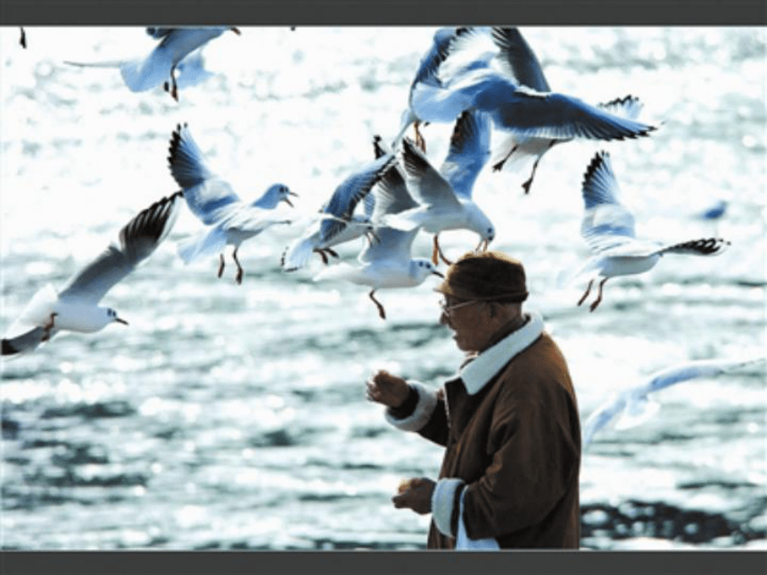 语文七年级下人教版（新疆专用）4.20《老人与海鸥》课件（44张）