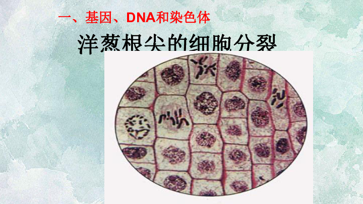 洋葱根尖分生区细胞图图片