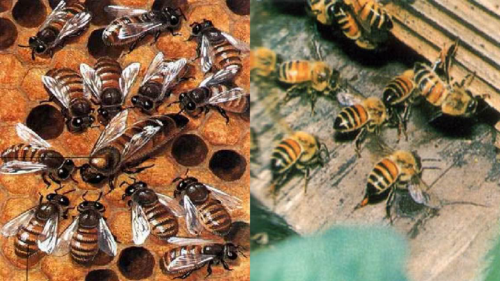 14 蜜蜂 课件（50张PPT）