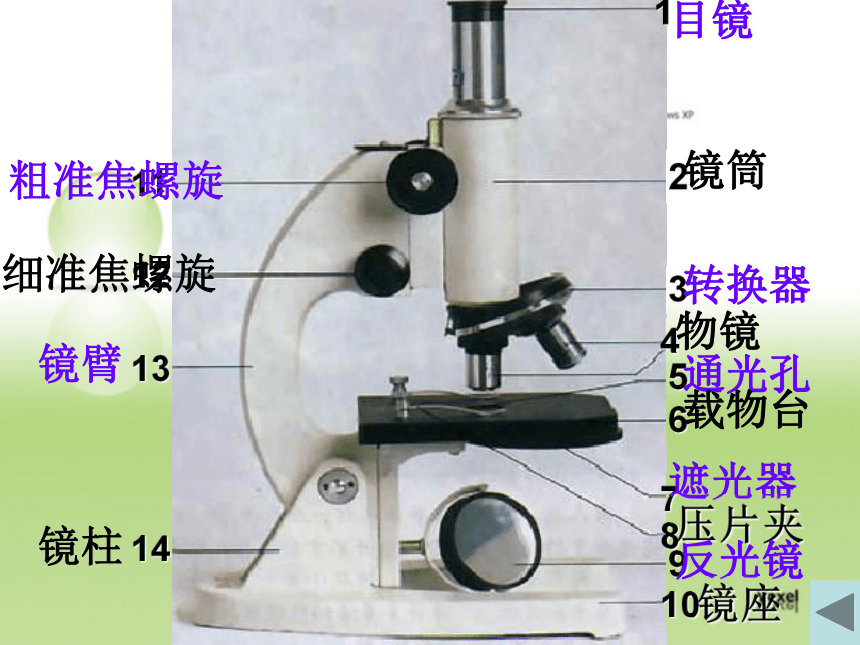 第一节  练习使用显微镜课件