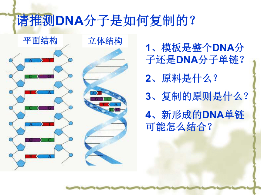 第三节-DNA的结构和复制