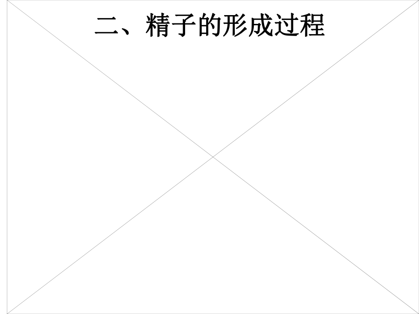 减数分裂(山东省荷泽地区菏泽市)