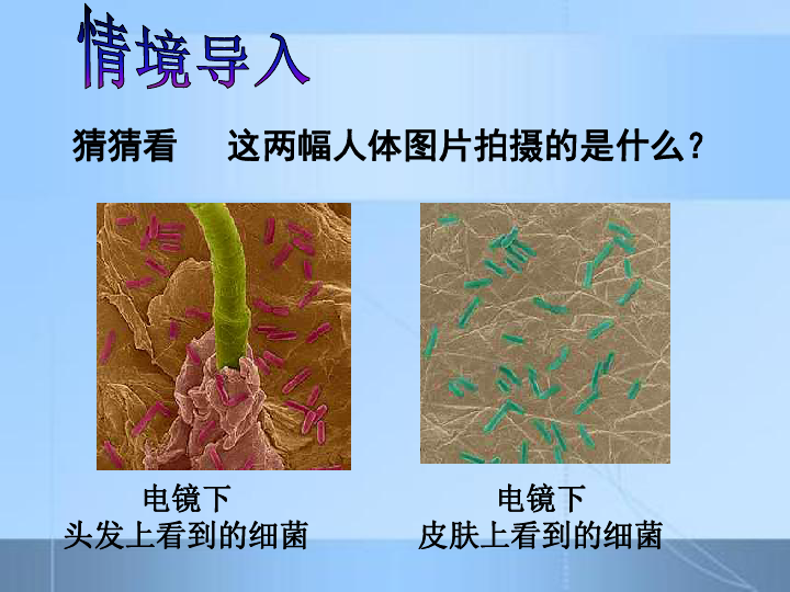 人教版八年級生物上冊第四章第二節細菌 課件(共56張ppt)