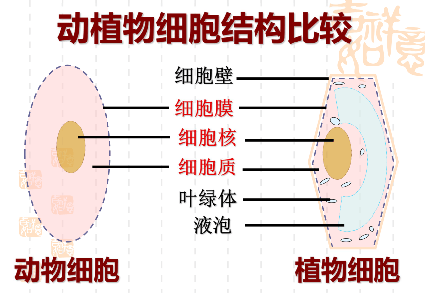 第四节 细胞的生活 课件（38张PPT）