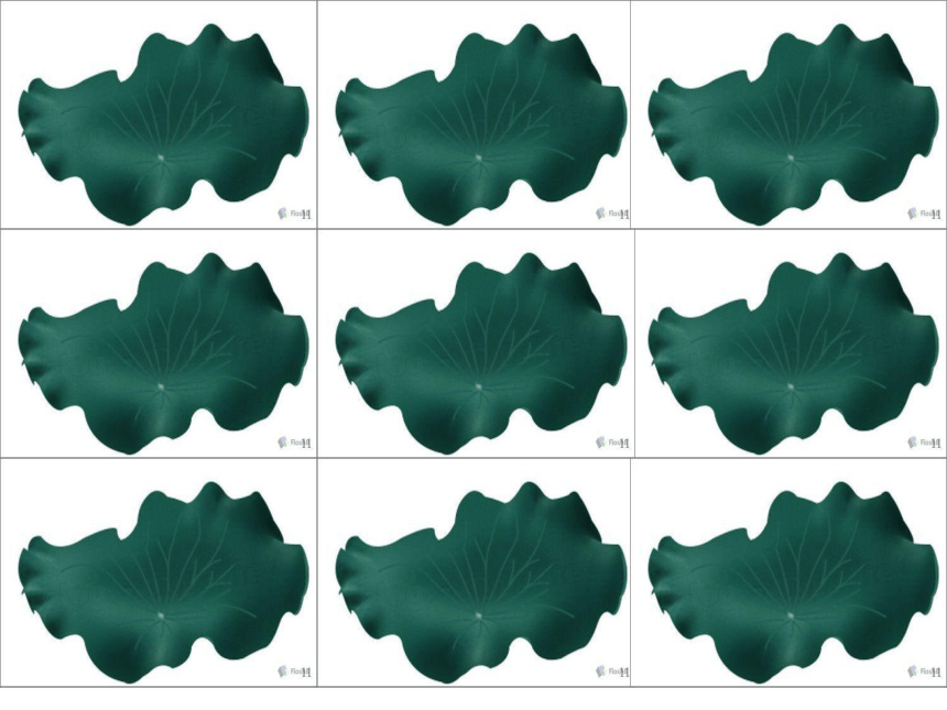 13 荷叶圆圆 课件