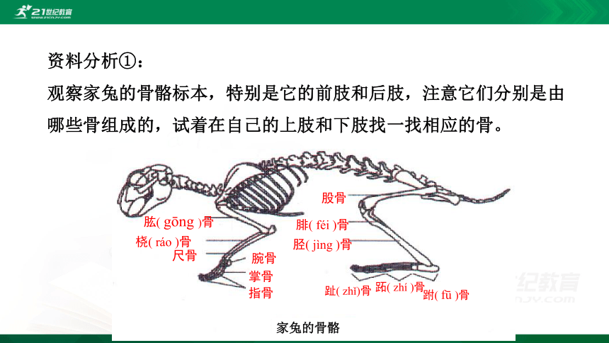 521动物的运动课件共27张ppt