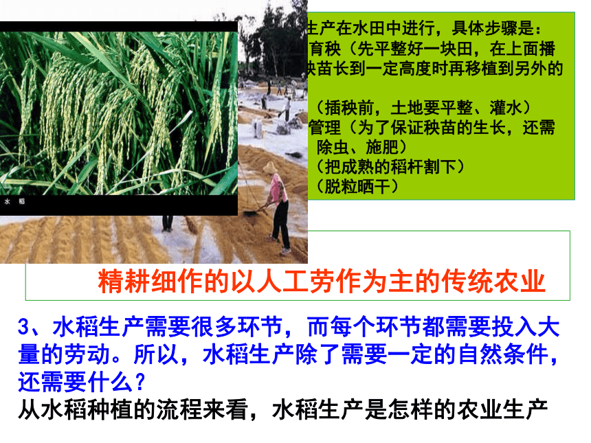 第一课时稻作文化的印记