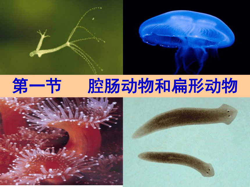 第一節腔腸動物和扁形動物課件