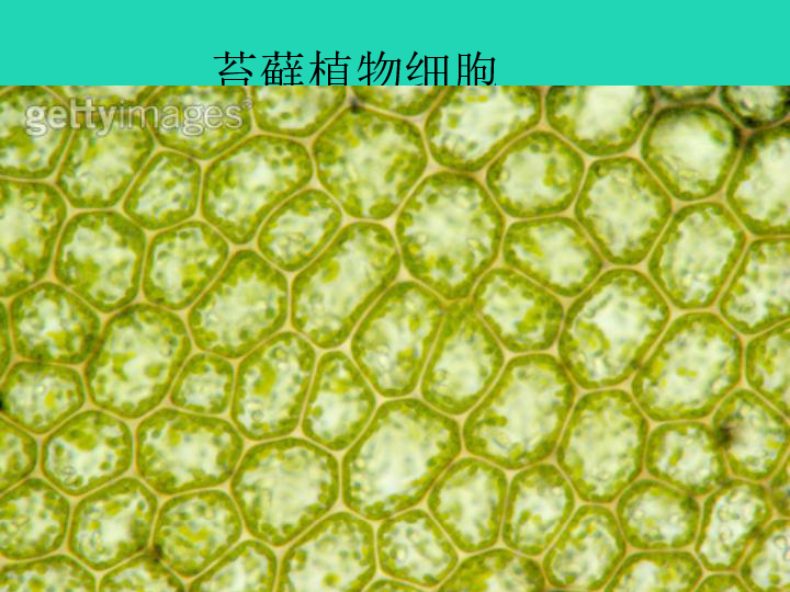 低等植物细胞图片图片