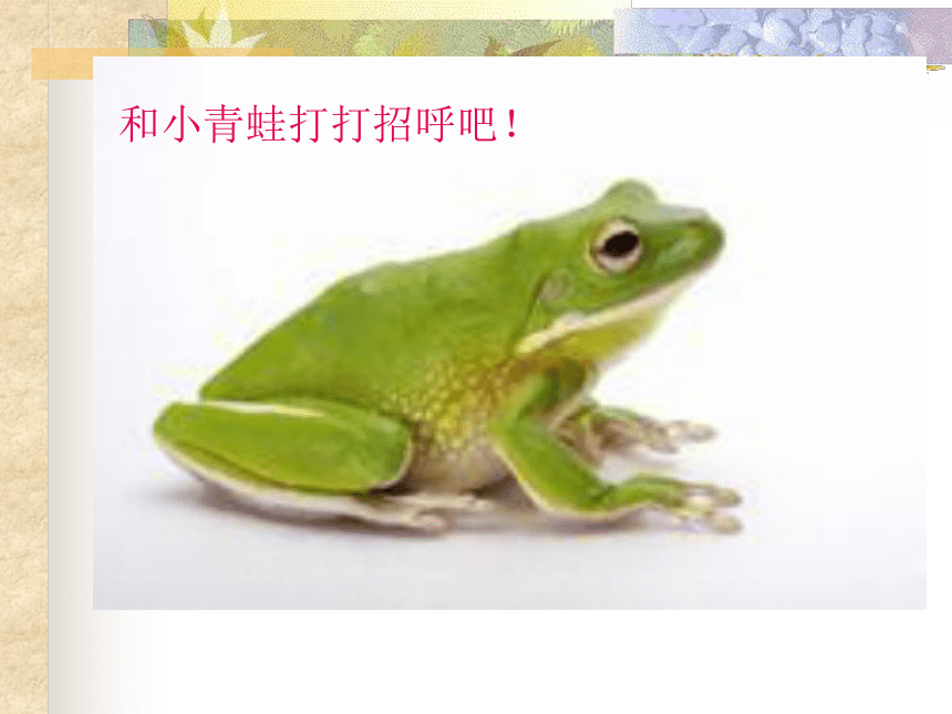 口语交际·小青蛙找新家 课件 (3)