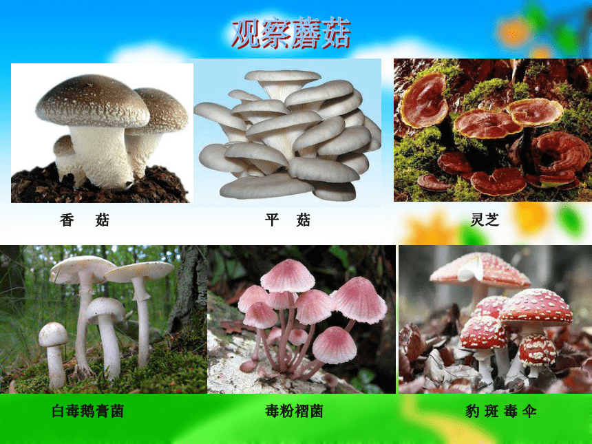 1.4 蘑菇 课件