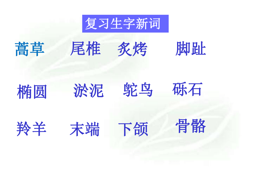 《黄河象》课件