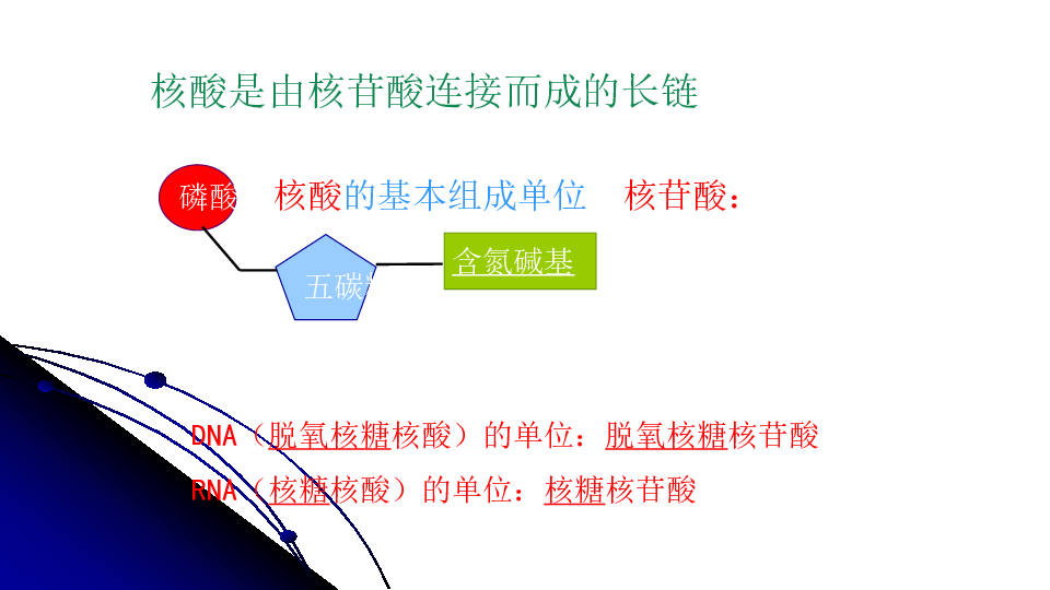 高中生物人教版必修1第二章 《遗传信息的携带者——核酸》 课件(共25张PPT)