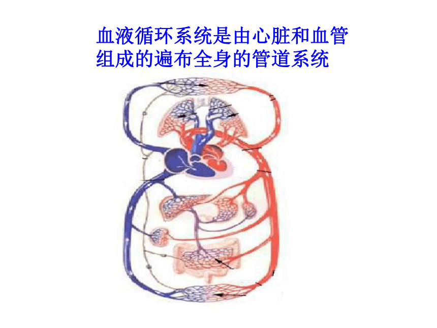 科学五年级上青岛版2.5心脏和血管课件5