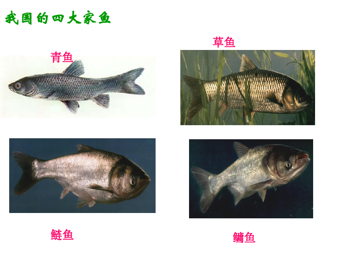 苏教版八上生物 14.2 千姿百态的动物世界 课件（24张PPT）