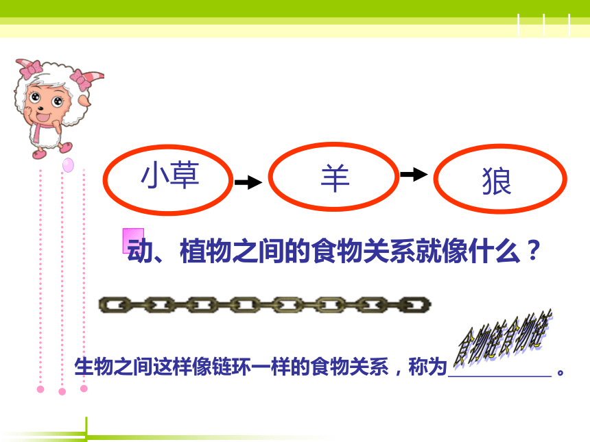 粤教版六年级下册科学1.6 相互联系的食物网（课件13张ppt）