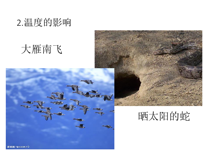 2.1 生物与环境的相互关系（课件 48张ppt）