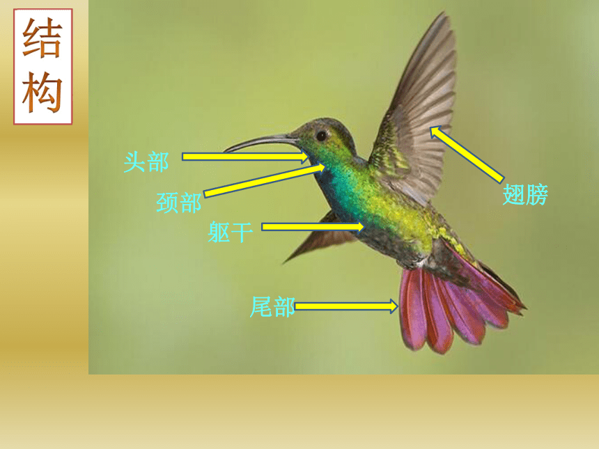 小鸟结构图图片