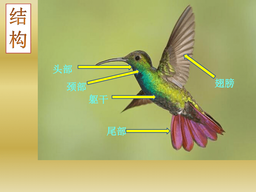 鸟的身体结构名称图图片