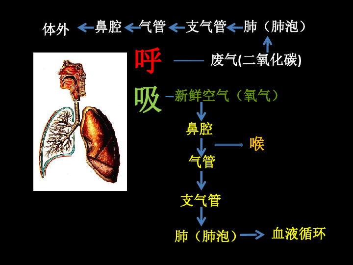 6 呼吸与交换   课件（15张PPT）