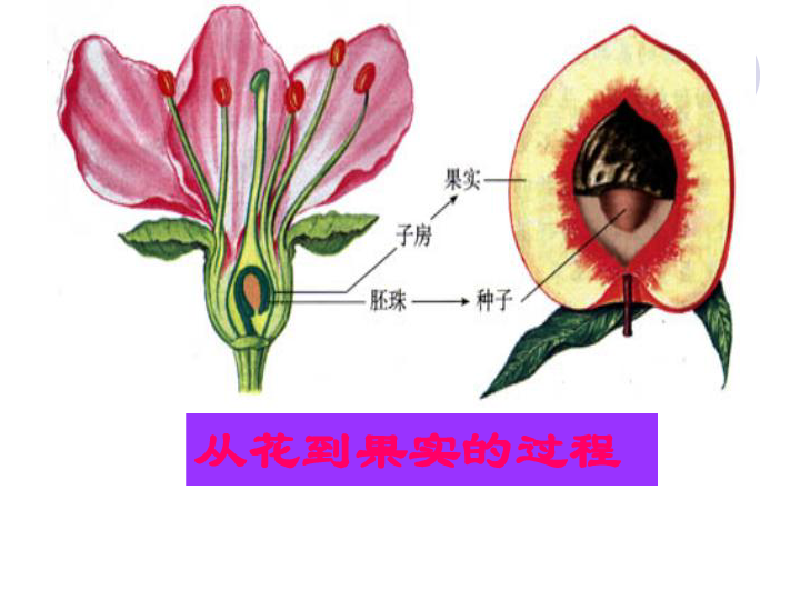 6植物的果实课件15ppt