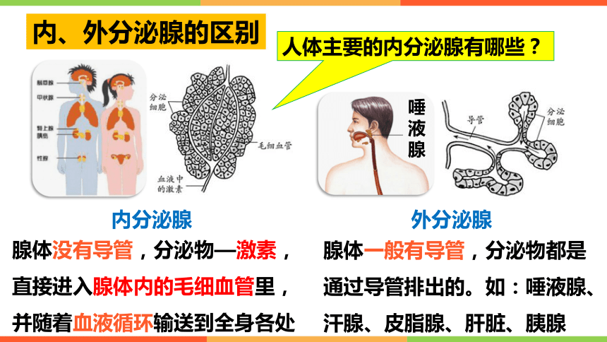 2020--2021学年人教版生物七年级下册 4.6.4 激素调节 课件(共26张PPT)