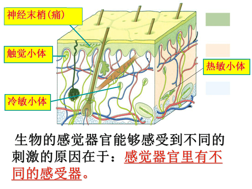 第11章 感知与协调  嗅觉、味觉和触觉  皮肤与触觉