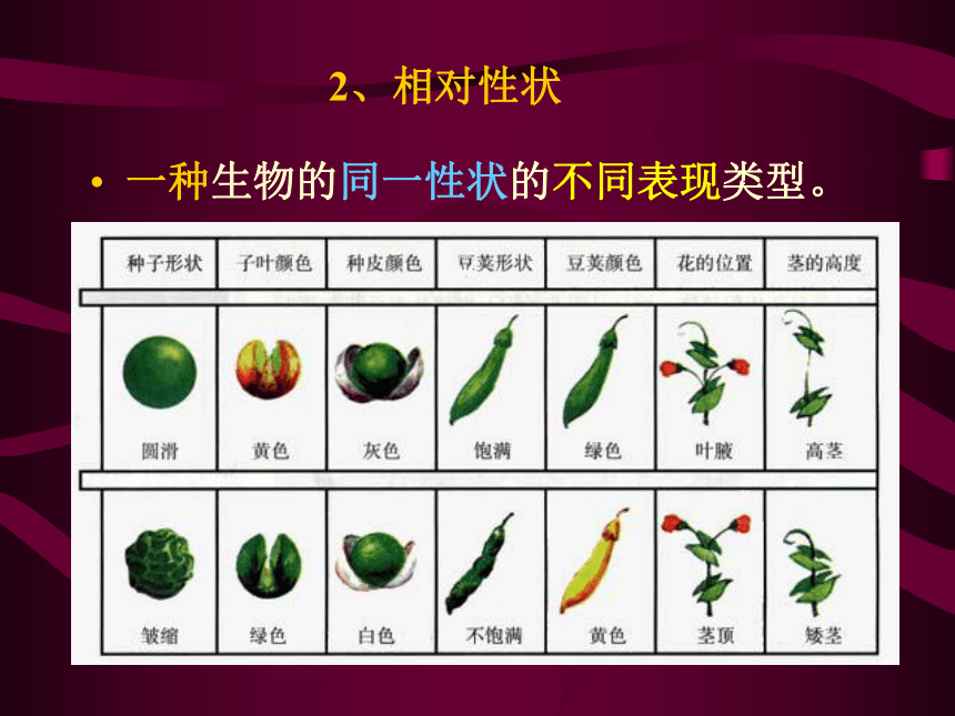 基因的分离定律[下学期]