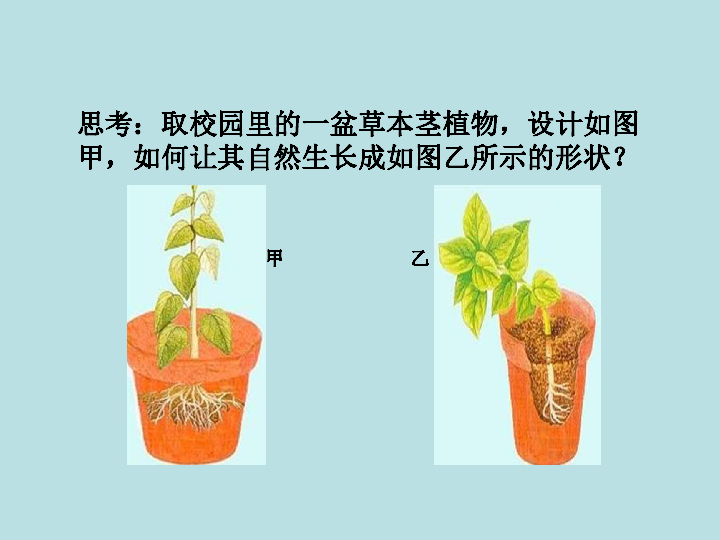 第1节 植物生命活动的调节（课件 26张ppt）