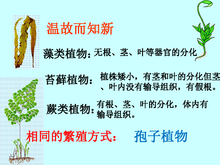 人教版七年级上册生物  3.1.2 种子植物 课件 (32张PPT)