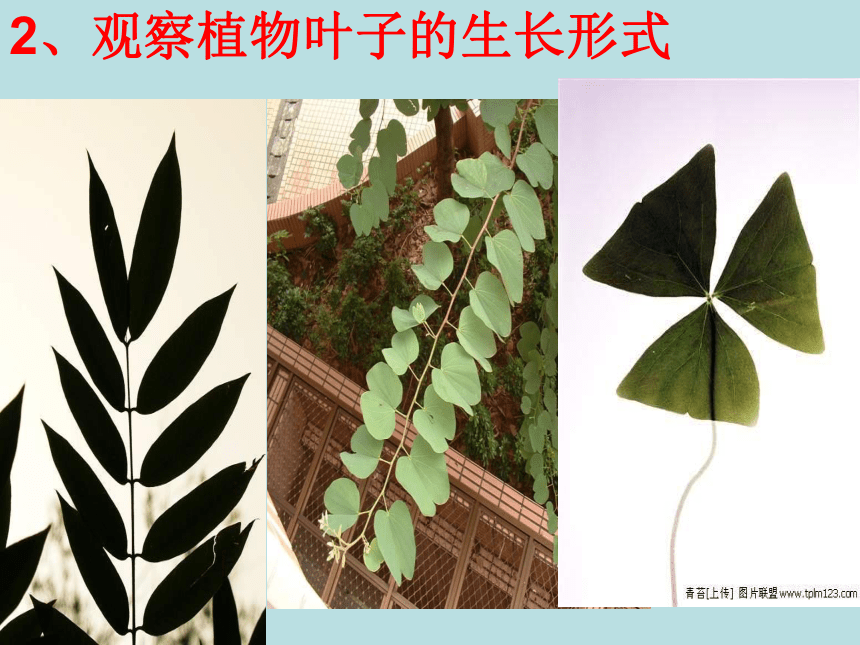 科学三年级上苏教版2.2校园里的植物