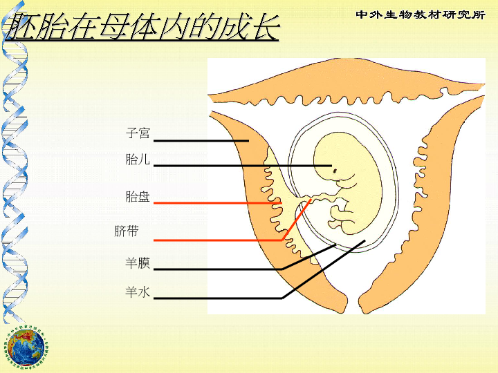 苏教版七年级下册第八章第二节人的生长发育和青春期课件共21张ppt