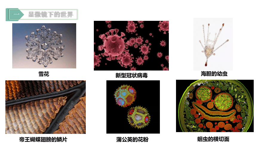 济南版 七年级上册 第一单元 第一章 第四节练习使用显微镜课件 （共19张PPT）