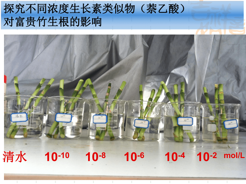 高三生物生长素图片