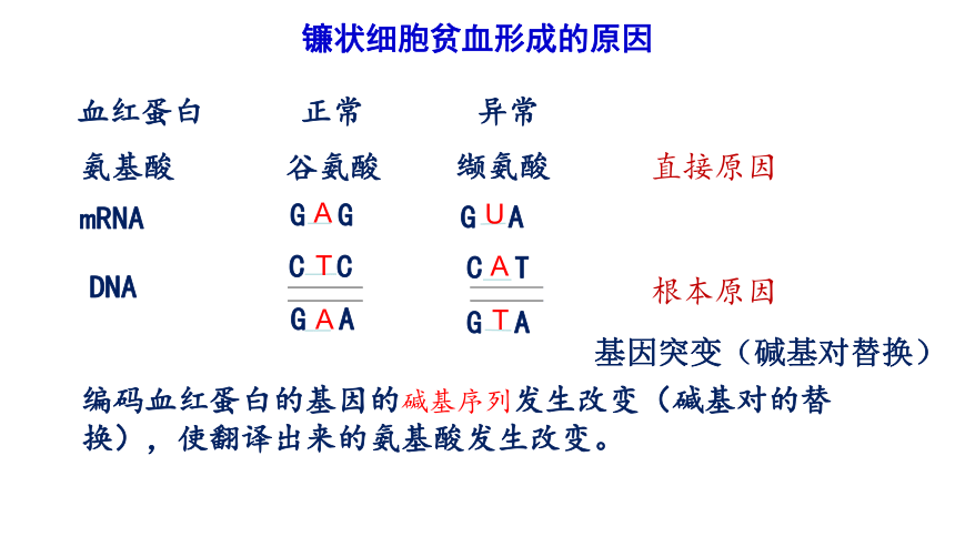 51基因突變和基因重組共19張ppt