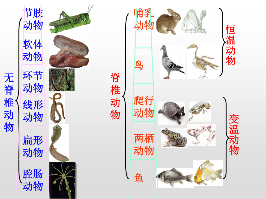 第五单元 第一章动物的主要类群复习