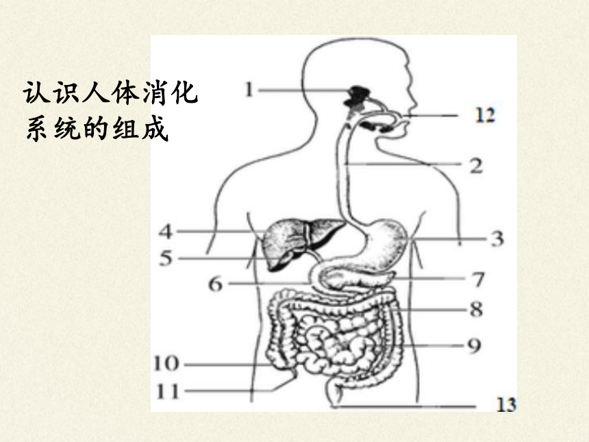 北师大版生物七年级下册 第八章 人体的营养